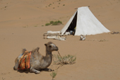 Kameltrekking in der Wüste Gobi. Unverzichtbare Begleiter in der Wüste. Foto: Günther Härter.